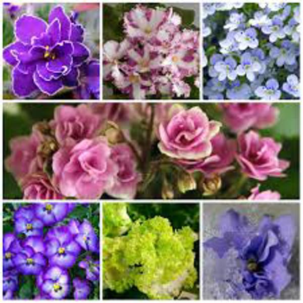 Houseplants Green Shop Лиственные Фиалка