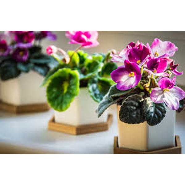 Houseplants Green Shop Лиственные Фиалка