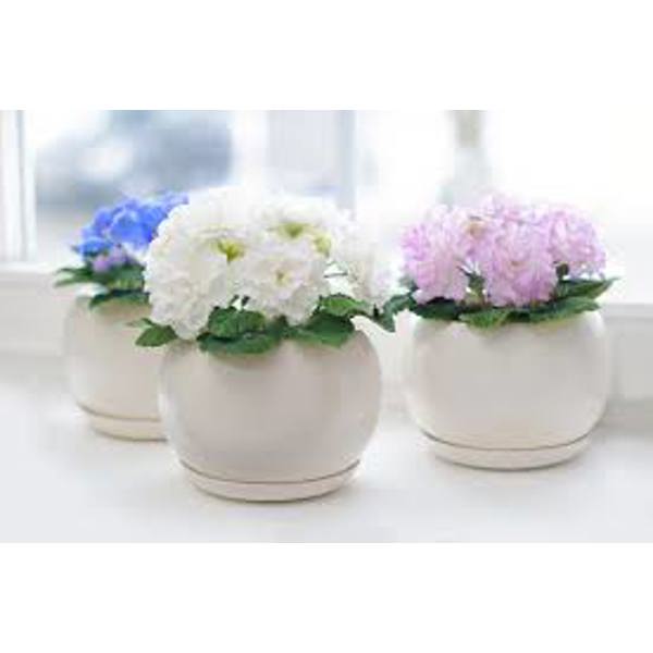 Houseplants Green Shop Лиственные Фиалка
