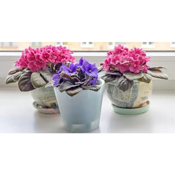 Houseplants Green Shop Лиственные Фиалка