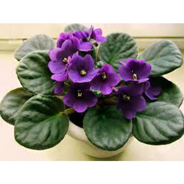 Houseplants Green Shop Лиственные Фиалка