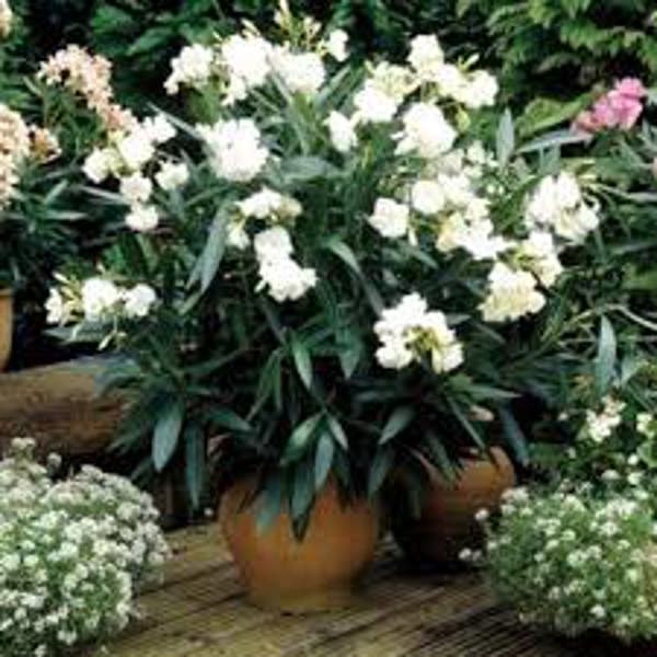 Garden plants Green Shop Лиственные Олеандр