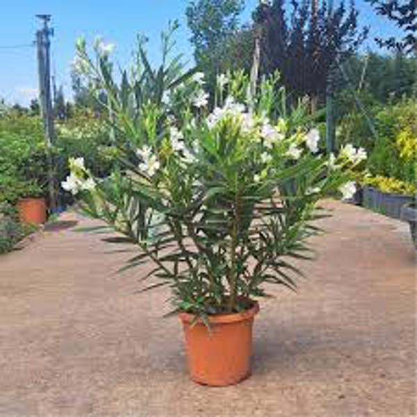 Garden plants Green Shop Лиственные Олеандр