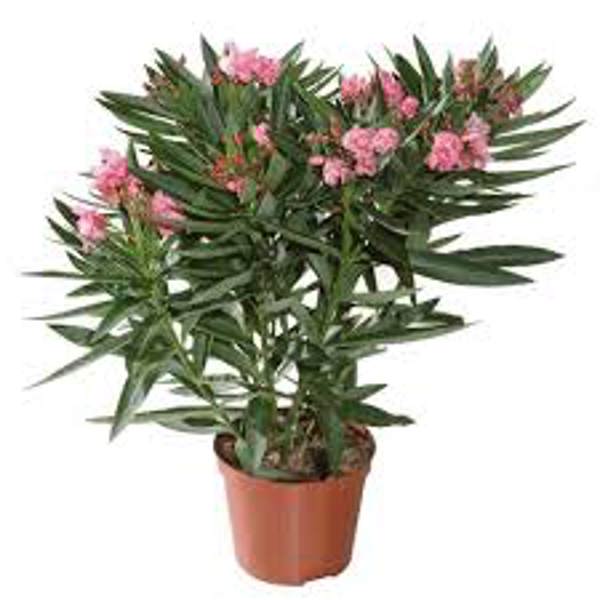 Garden plants Green Shop Лиственные Олеандр