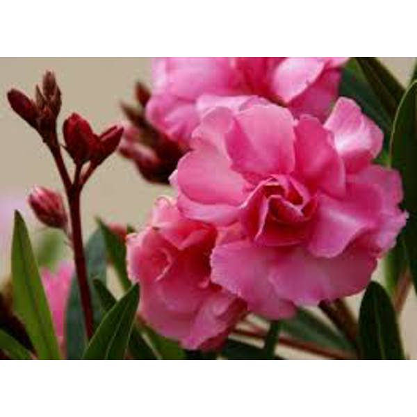 Garden plants Green Shop Лиственные Олеандр