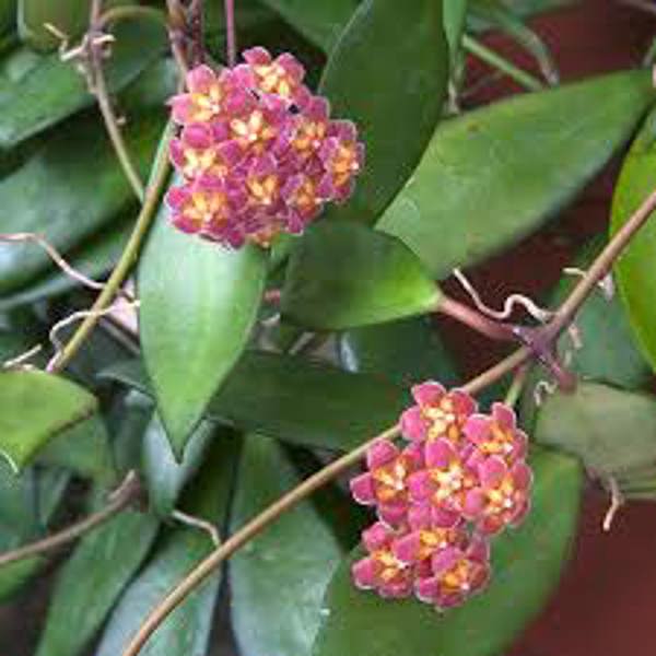 Houseplants Green Shop Хойя Хойя