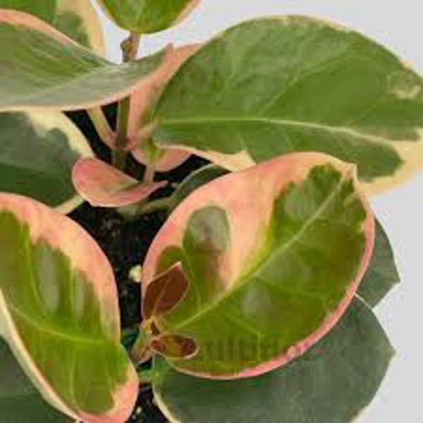 Houseplants Green Shop Хойя Хойя