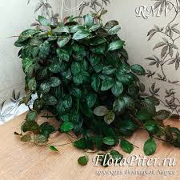 Houseplants Green Shop Хойя Хойя