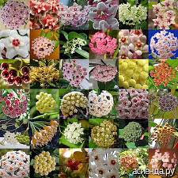 Houseplants Green Shop Хойя Хойя