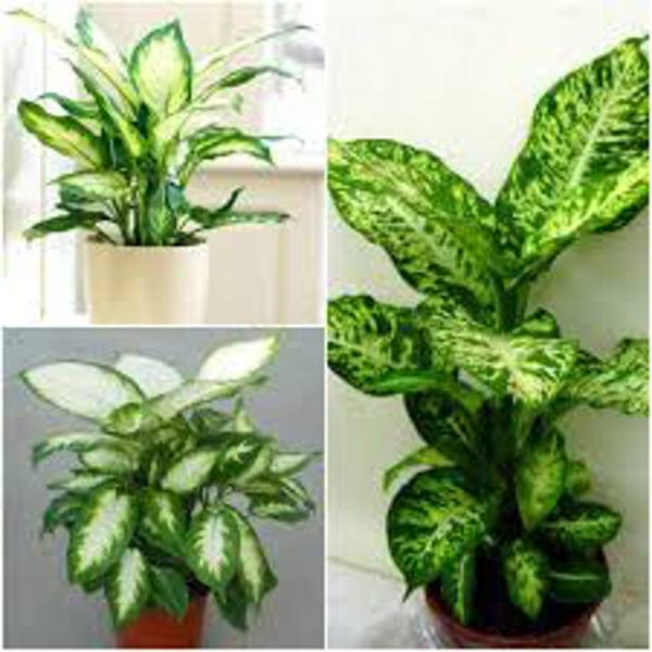 Houseplants Green Shop  Диффенбахия