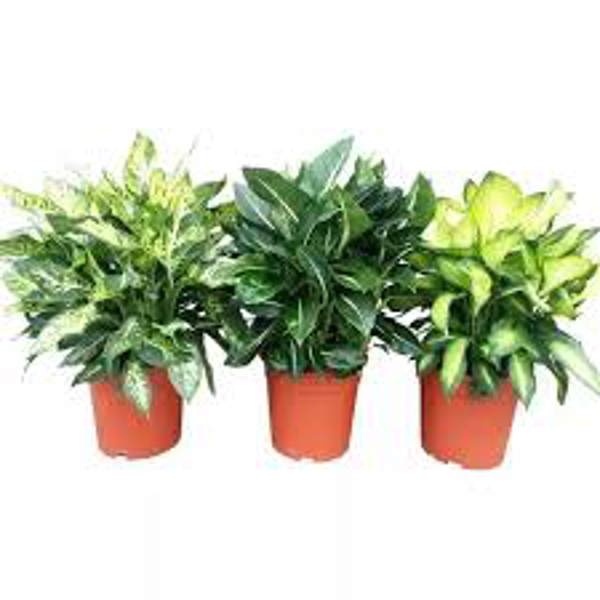 Houseplants Green Shop  Диффенбахия
