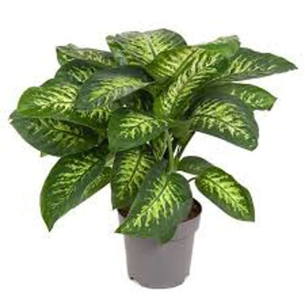 Houseplants Green Shop  Диффенбахия