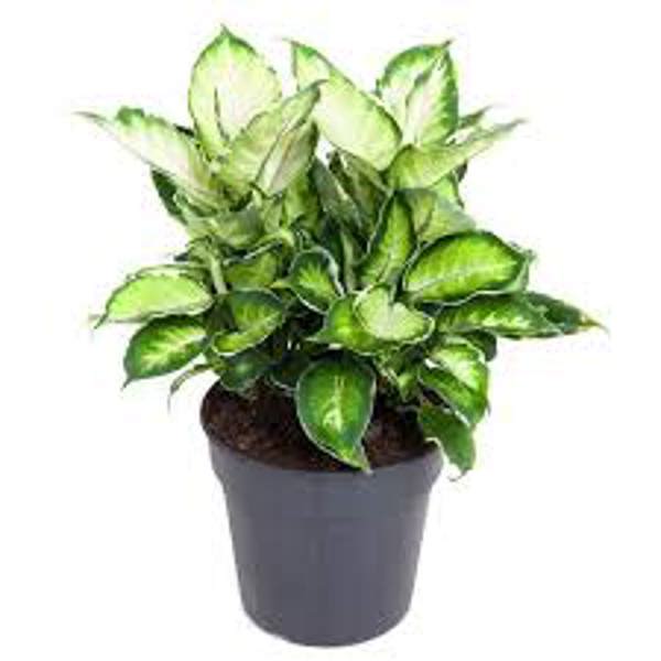 Houseplants Green Shop  Диффенбахия