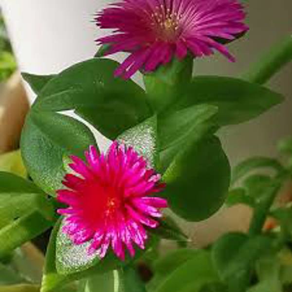 Houseplants Green Shop  Аптения