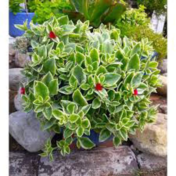 Houseplants Green Shop  Аптения