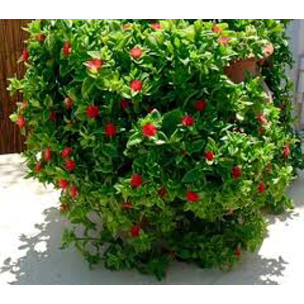 Houseplants Green Shop  Аптения