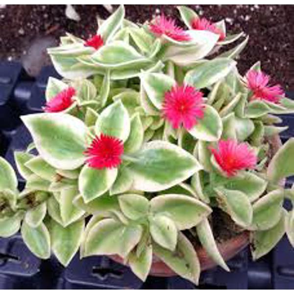 Houseplants Green Shop  Аптения