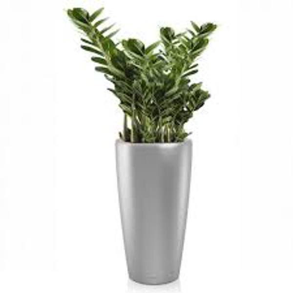 Houseplants Green Shop  Замиокулькас