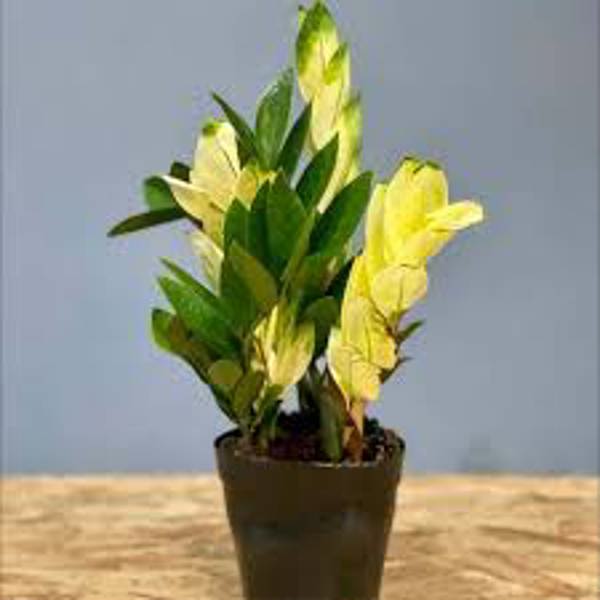 Houseplants Green Shop  Замиокулькас