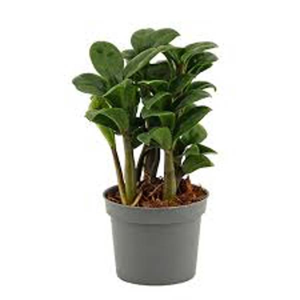 Houseplants Green Shop  Замиокулькас
