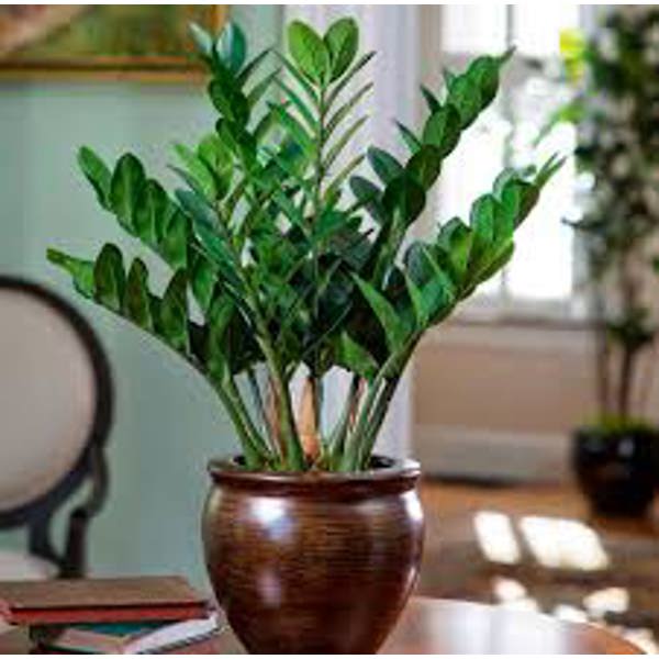 Houseplants Green Shop  Замиокулькас