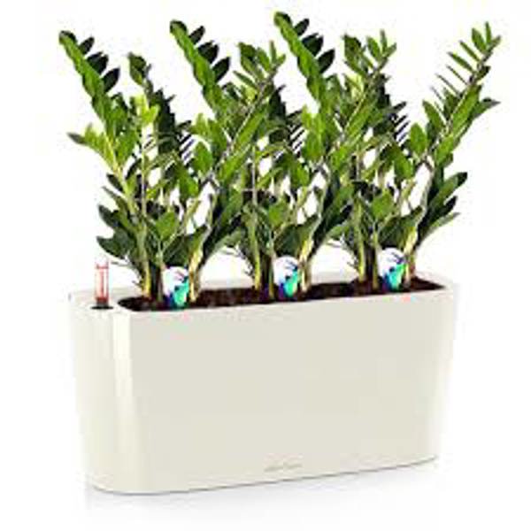 Houseplants Green Shop  Замиокулькас