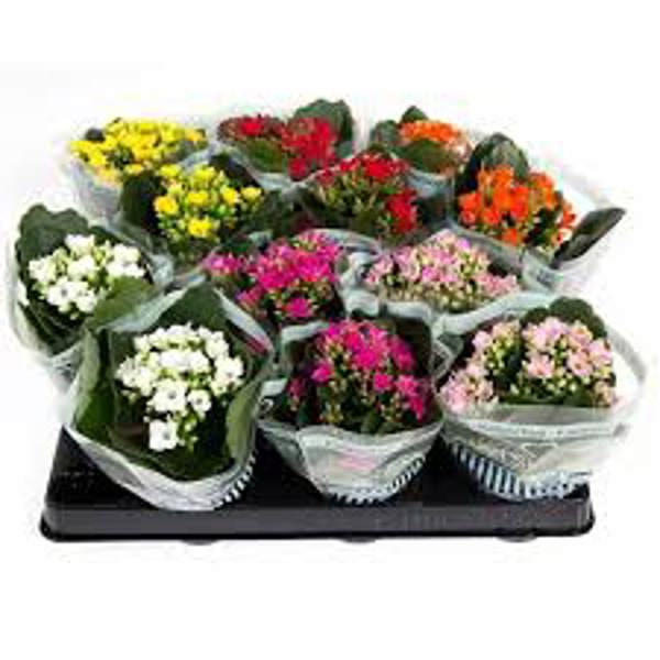 Houseplants Green Shop   Каланхоэ