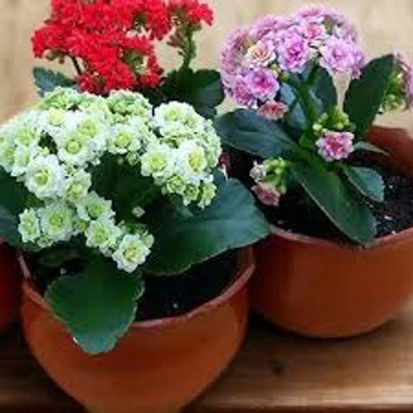 Houseplants Green Shop   Каланхоэ