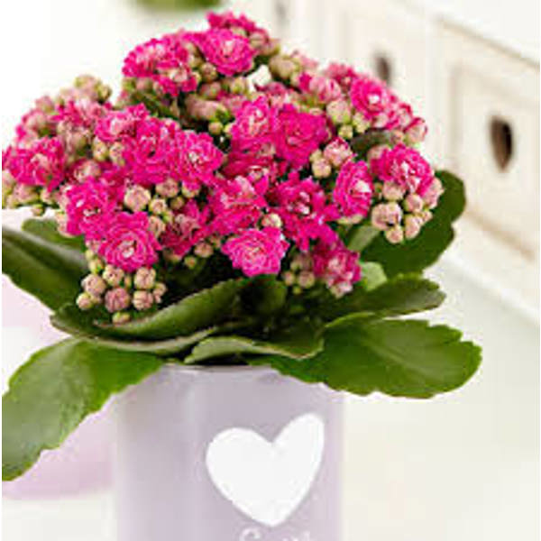 Houseplants Green Shop   Каланхоэ