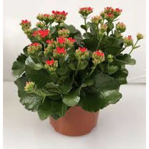 Houseplants Green Shop   Каланхоэ