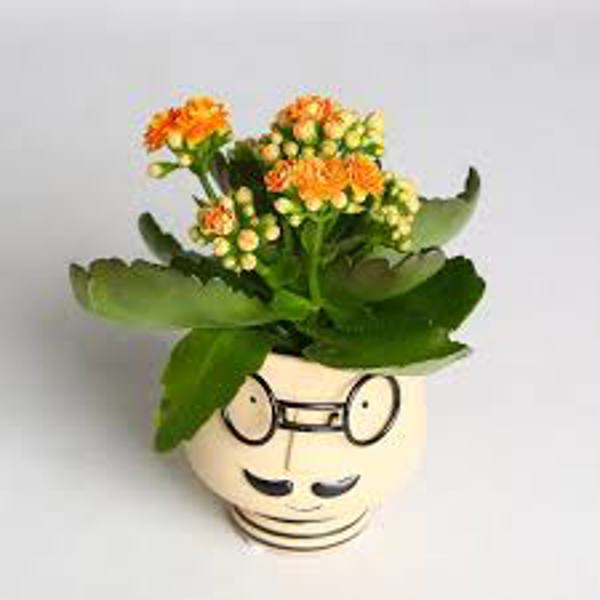 Houseplants Green Shop   Каланхоэ