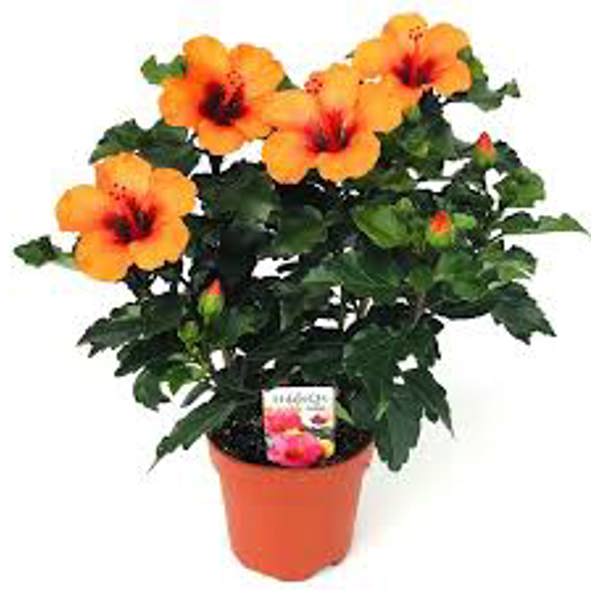 Houseplants Green Shop  Гибискус