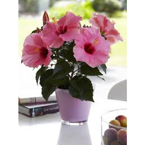 Houseplants Green Shop  Гибискус