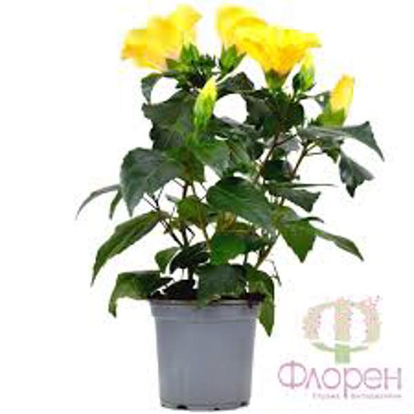 Houseplants Green Shop  Гибискус