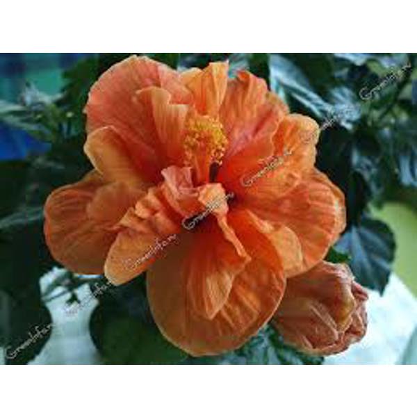 Houseplants Green Shop  Гибискус