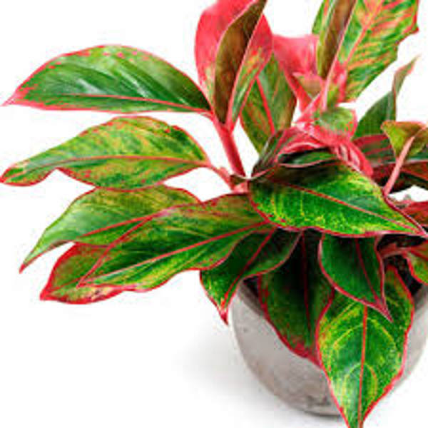 Houseplants Green Shop  Аглоонема