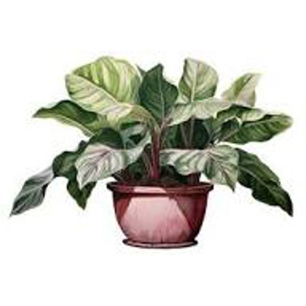 Houseplants Green Shop  Аглоонема