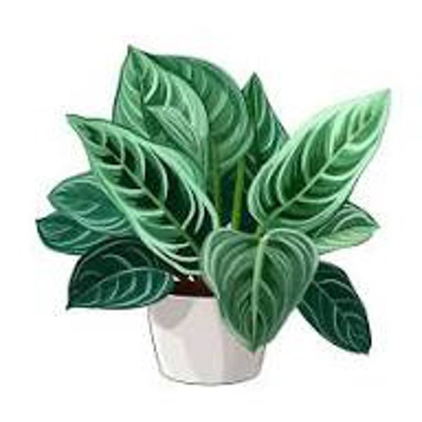 Houseplants Green Shop  Аглоонема
