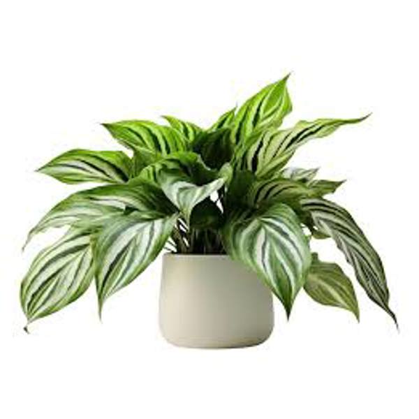 Houseplants Green Shop  Аглоонема