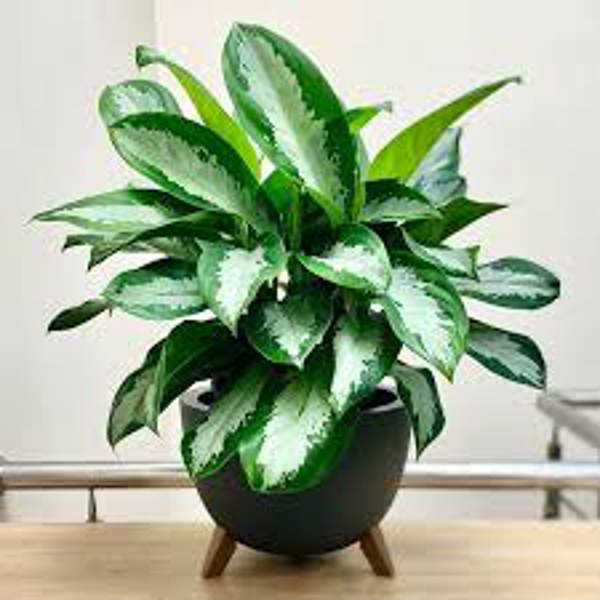 Houseplants Green Shop  Аглоонема