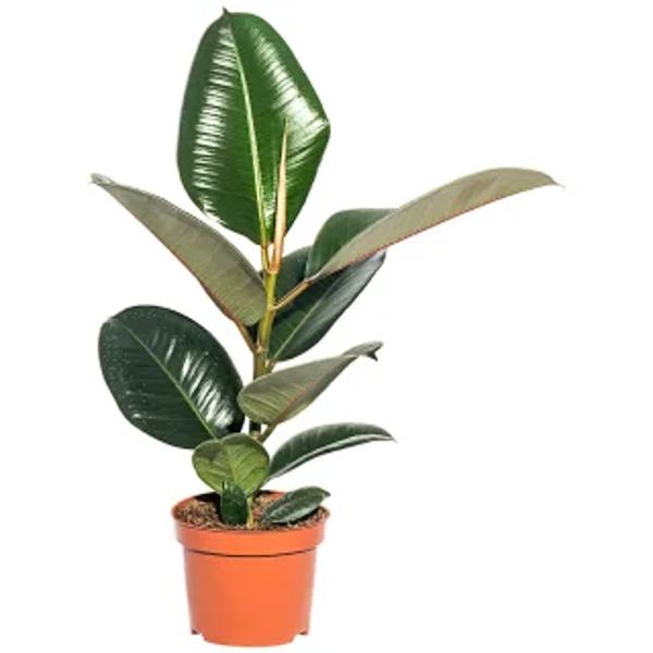 Houseplants Green Shop  Фикус
