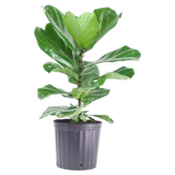 Houseplants Green Shop  Фикус