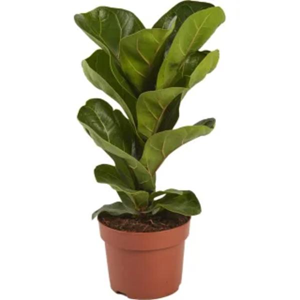 Houseplants Green Shop  Фикус