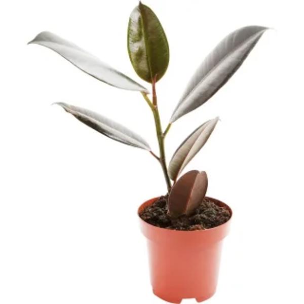 Houseplants Green Shop  Фикус
