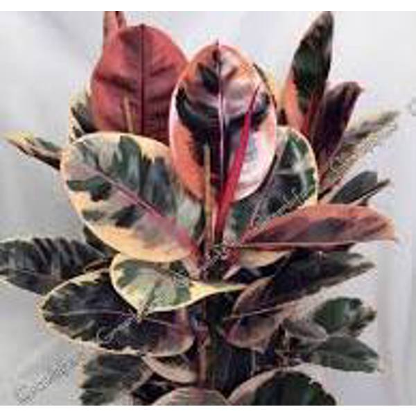 Houseplants Green Shop  Фикус
