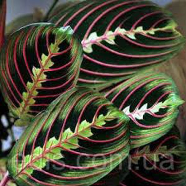 Houseplants Green Shop  Маранта