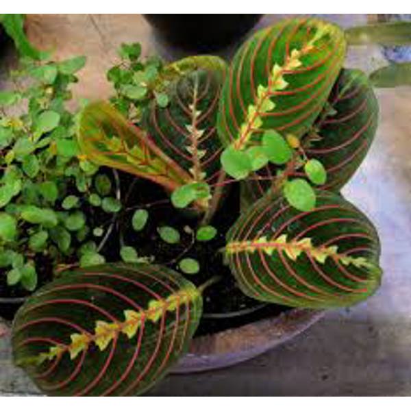 Houseplants Green Shop  Маранта