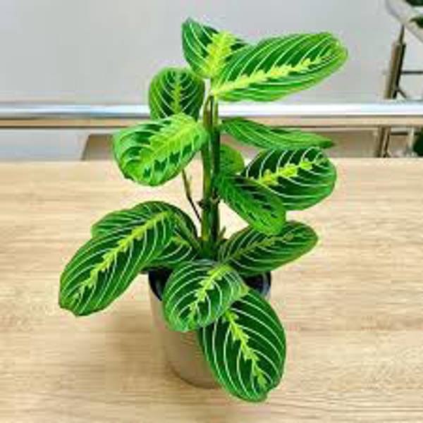 Houseplants Green Shop  Маранта
