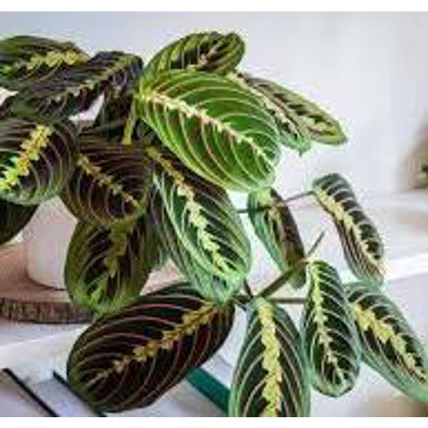 Houseplants Green Shop  Маранта