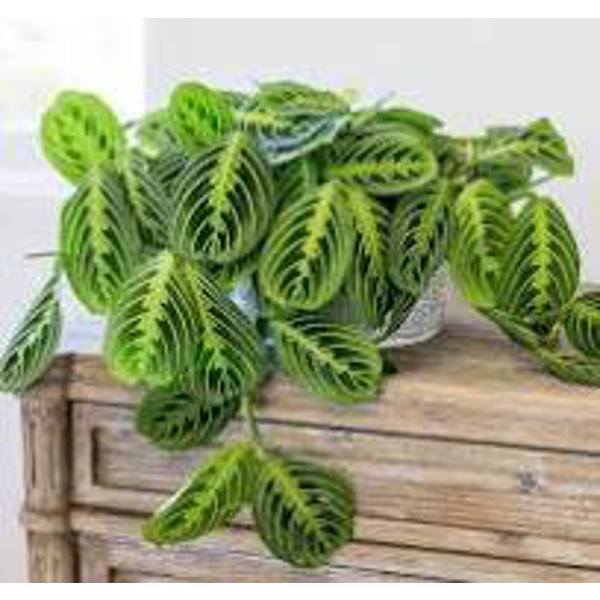 Houseplants Green Shop  Маранта
